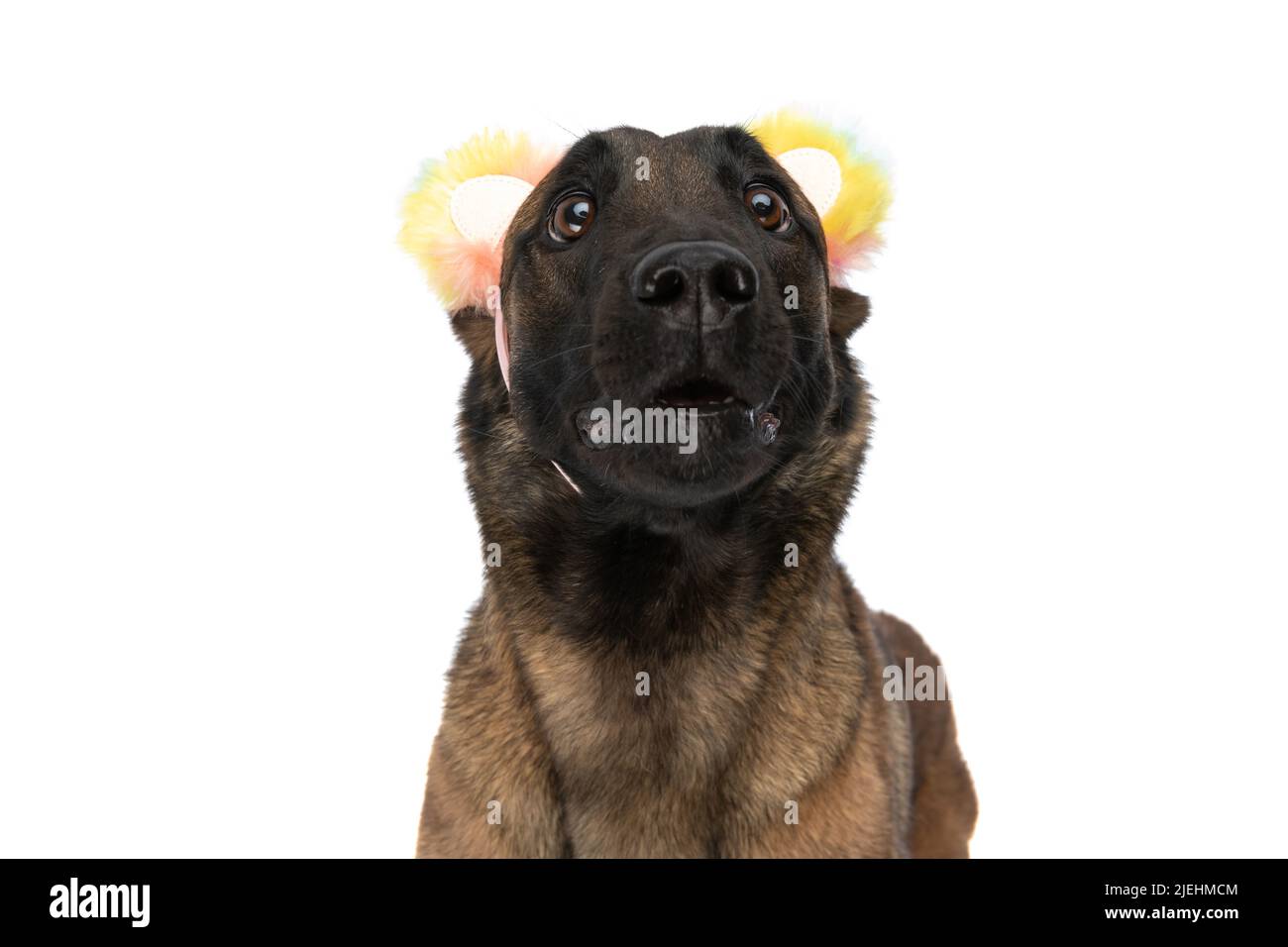 cute belgian shepherd dog with big eyes wearing colorful ears headband and  looking up asking for food on white background Stock Photo - Alamy, image size:1300x956