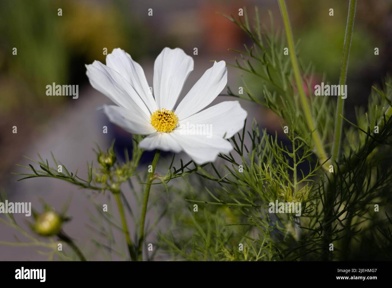 Cosmos bipinnatus 'Purity' is a Half hardy annual flower easily grown from seed, flowering in a garden, Bristol, Uk Stock Photo