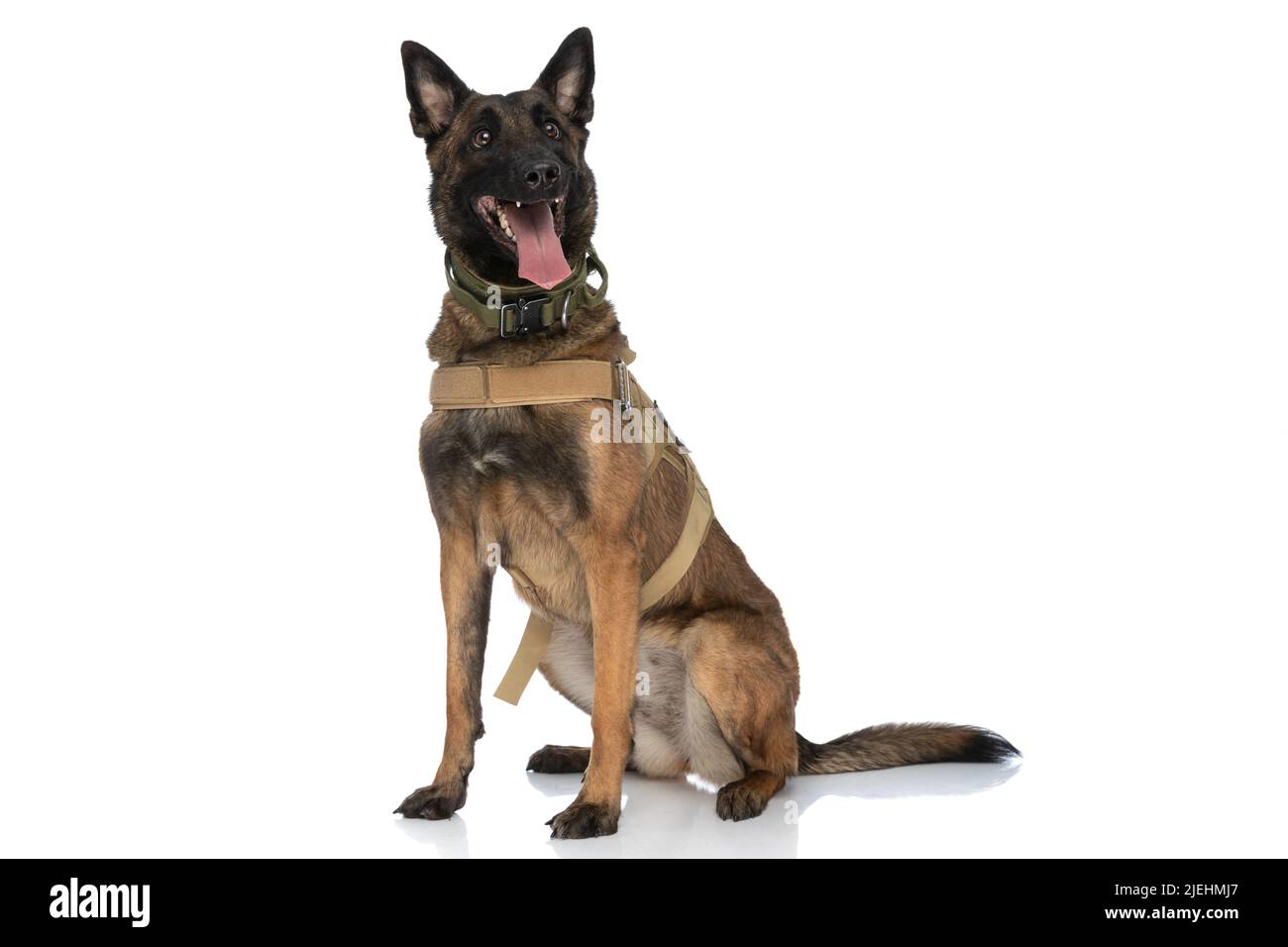 Dog body harness isolated hi-res stock photography and images - Alamy