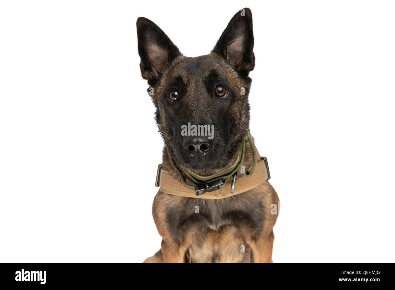 Dog body harness isolated hi-res stock photography and images - Alamy