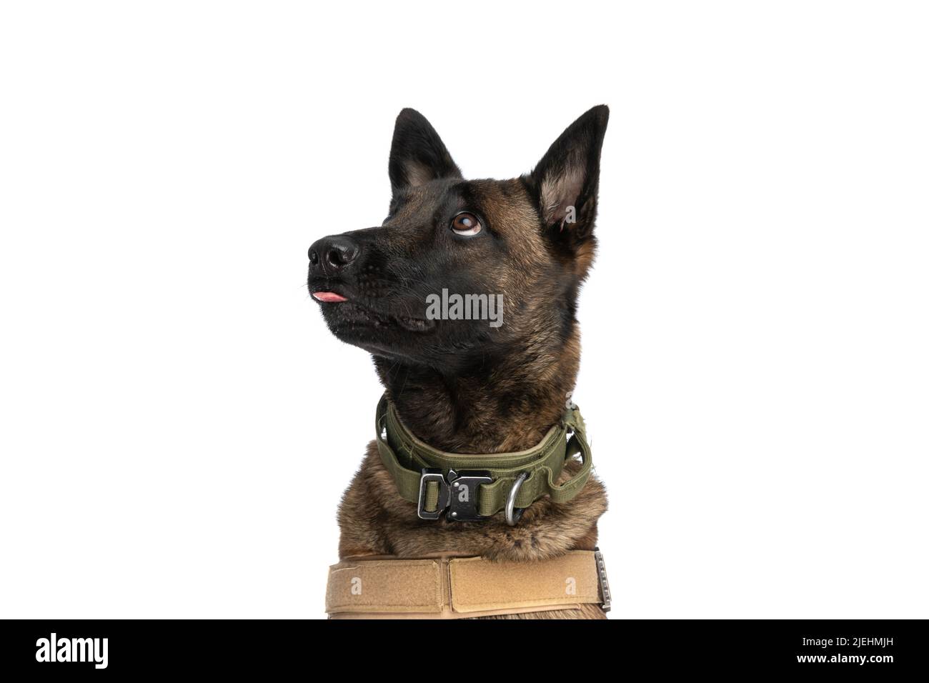 curious little belgian shepherd dog with body harness looking up and being eager on white background in studio Stock Photo