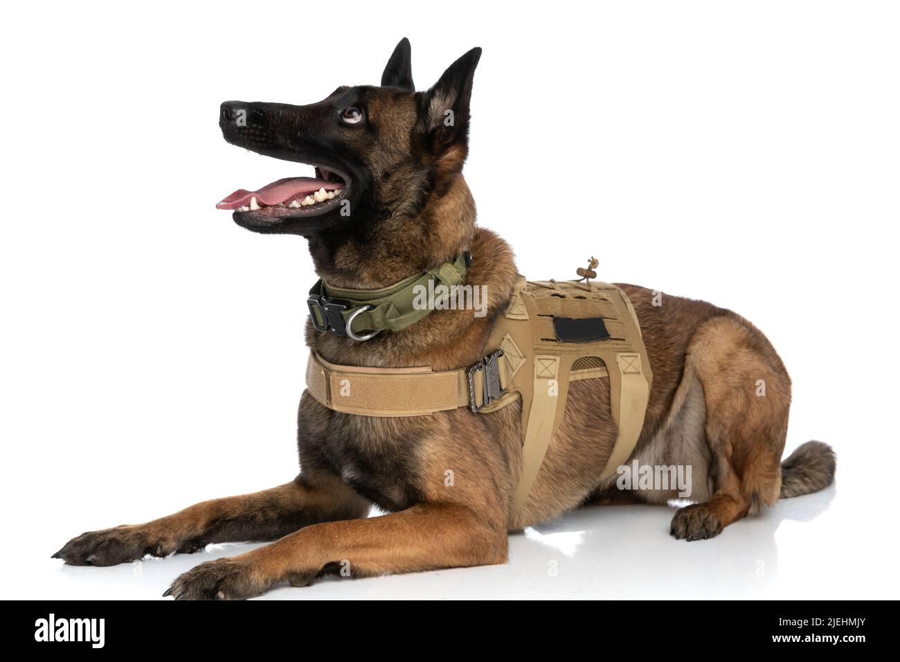 Dog body harness isolated hi-res stock photography and images - Alamy