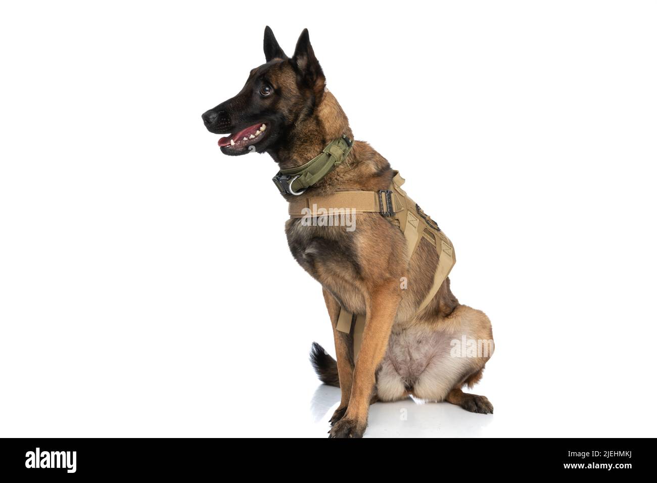 beautiful belgian shepherd dog with body harness looking to side and panting while sitting on white background in studio Stock Photo
