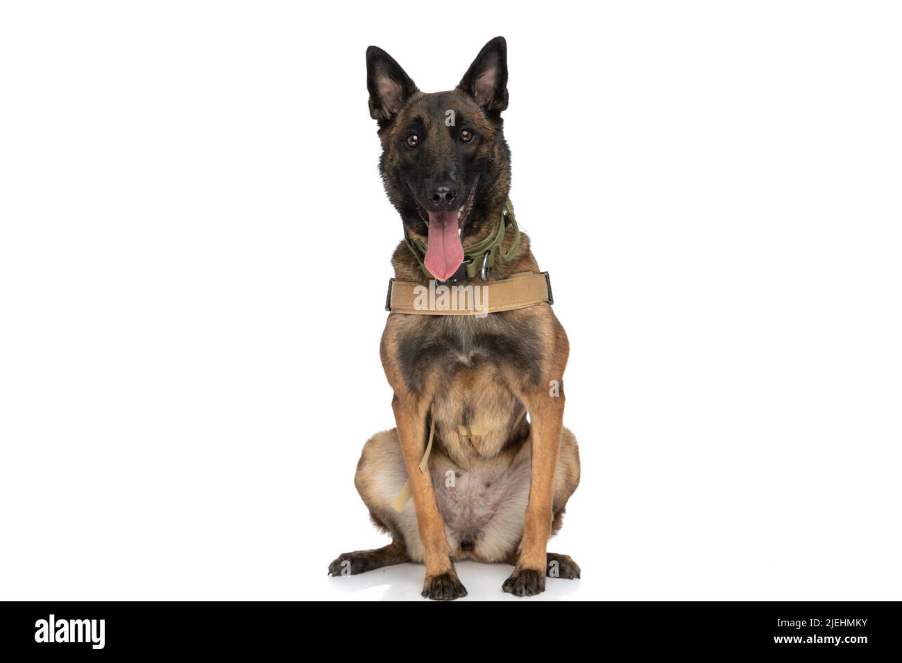 happy police guard dog with body harness sticking out tongue and panting while sitting on white background in studio Stock Photo