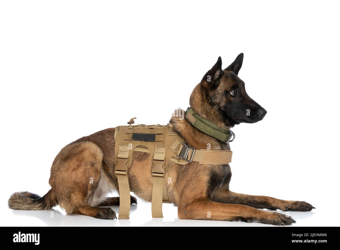 side view of cute police dog with body harness looking to side and laying down on white background in studio Stock Photo