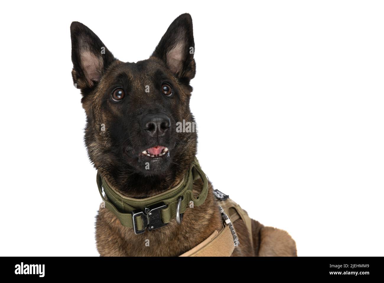 Dog body harness isolated hi-res stock photography and images - Alamy