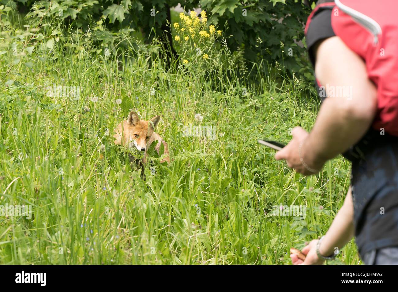 Wild fox in a public park. A man tries to feed a shy fox. Feeding and