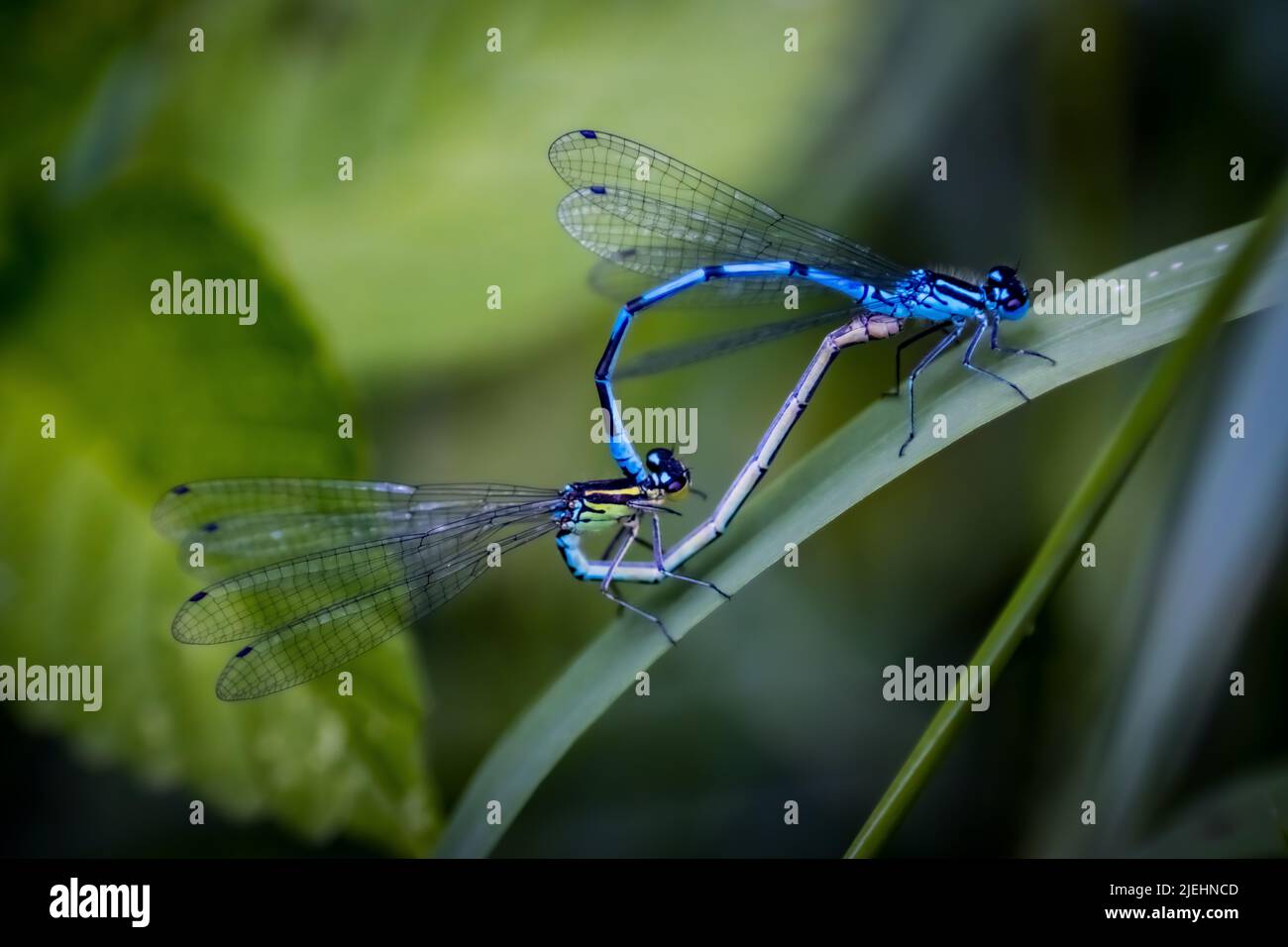 Damsel fly mating Stock Photo - Alamy