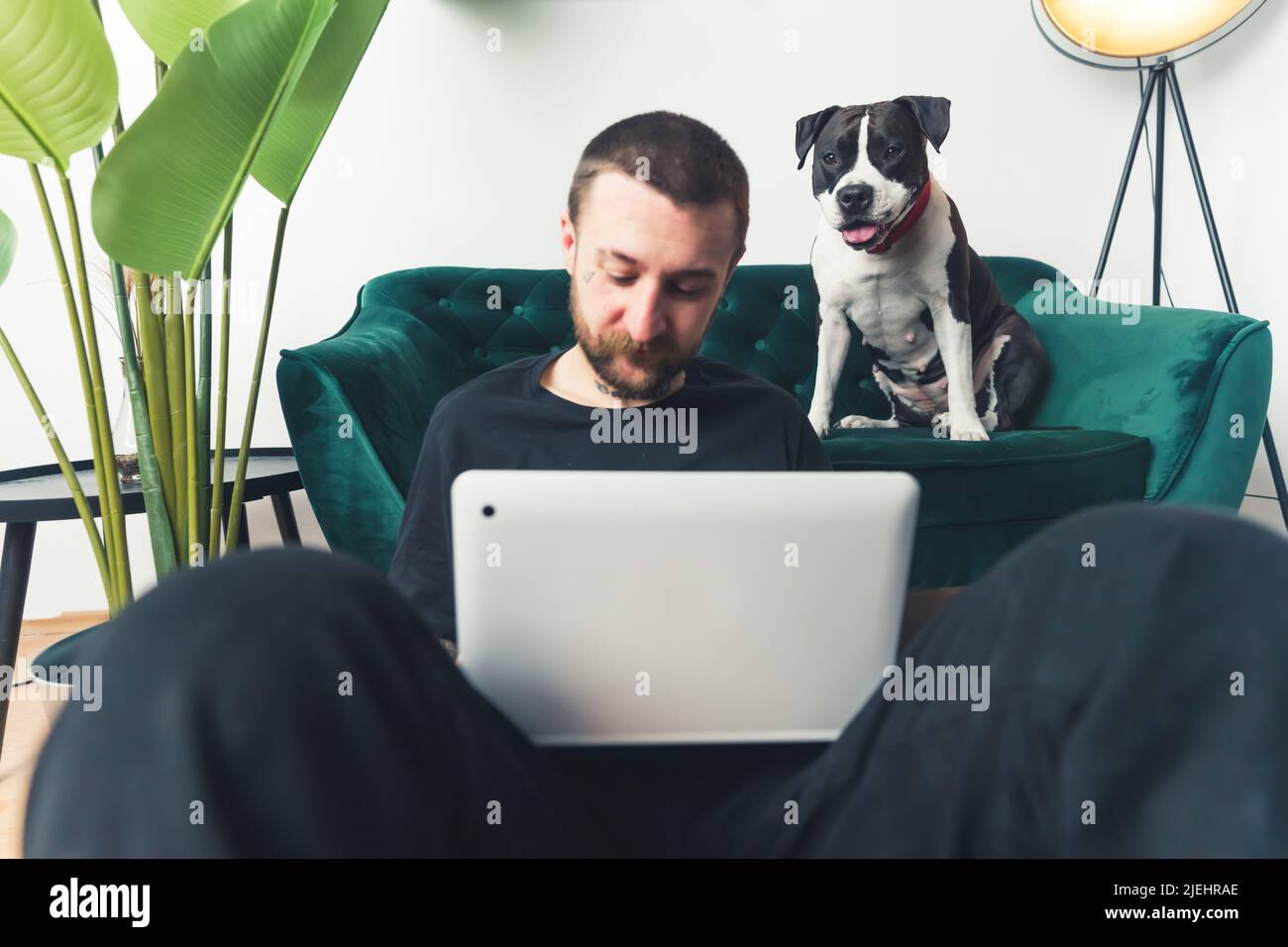 black and white amstaff dog watches young Caucasian man working on laptop home background medium full shot remote job concept . High quality photo Stock Photo