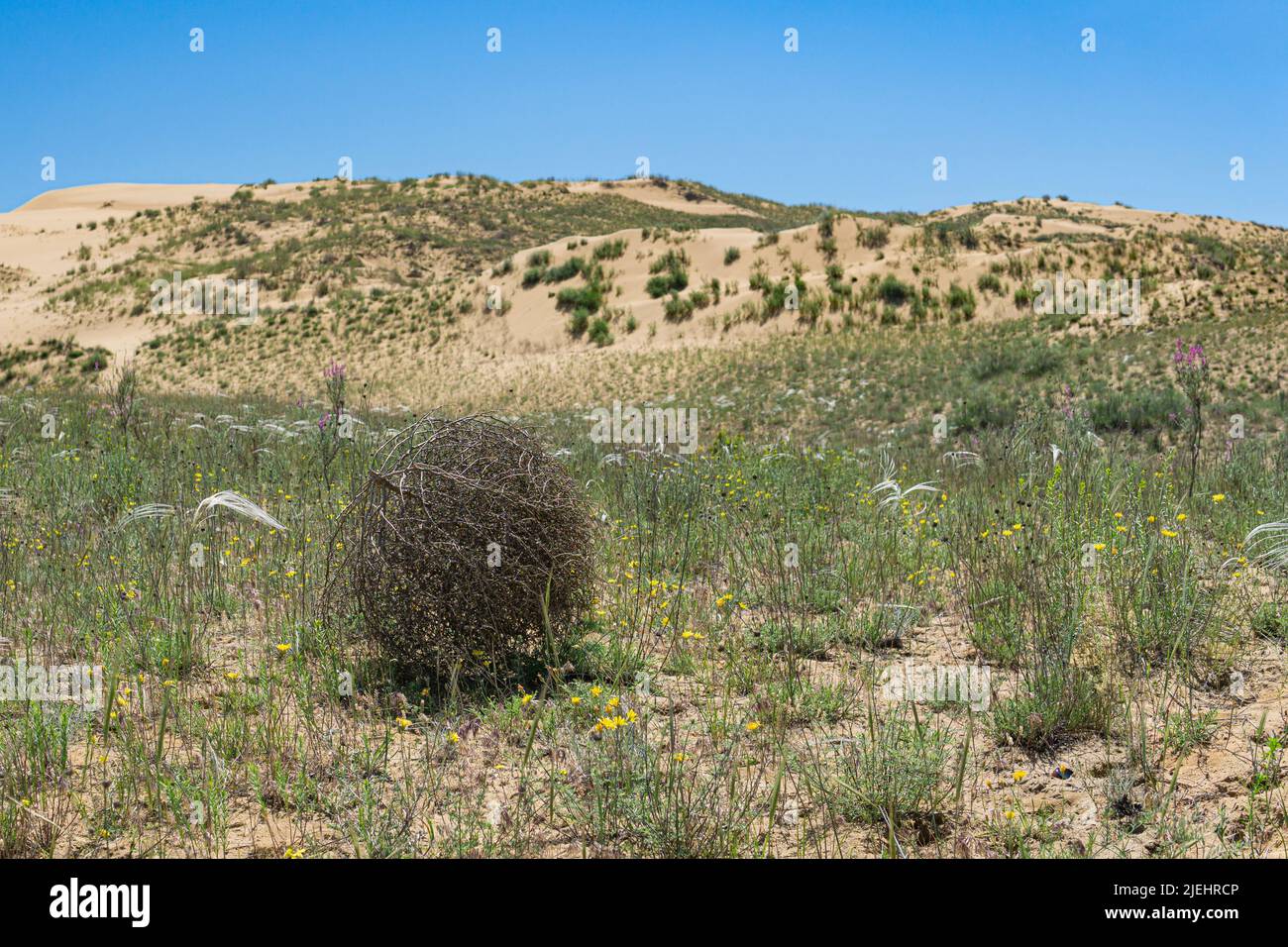 tumbleweed rolls on dry feather grass steppe Stock Photo