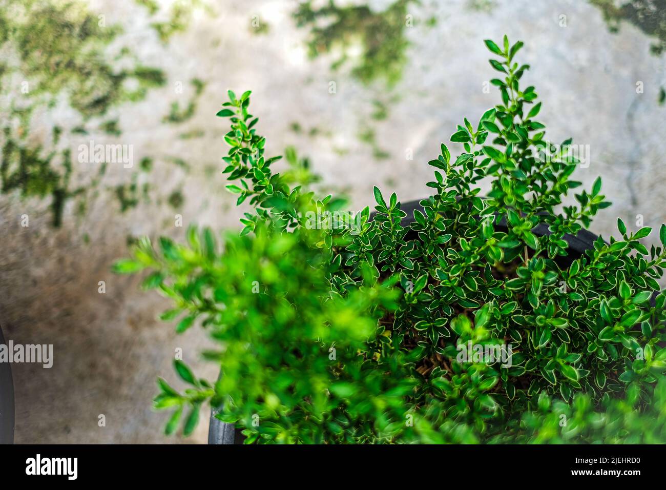 Indoor house plant hires stock photography and images Alamy