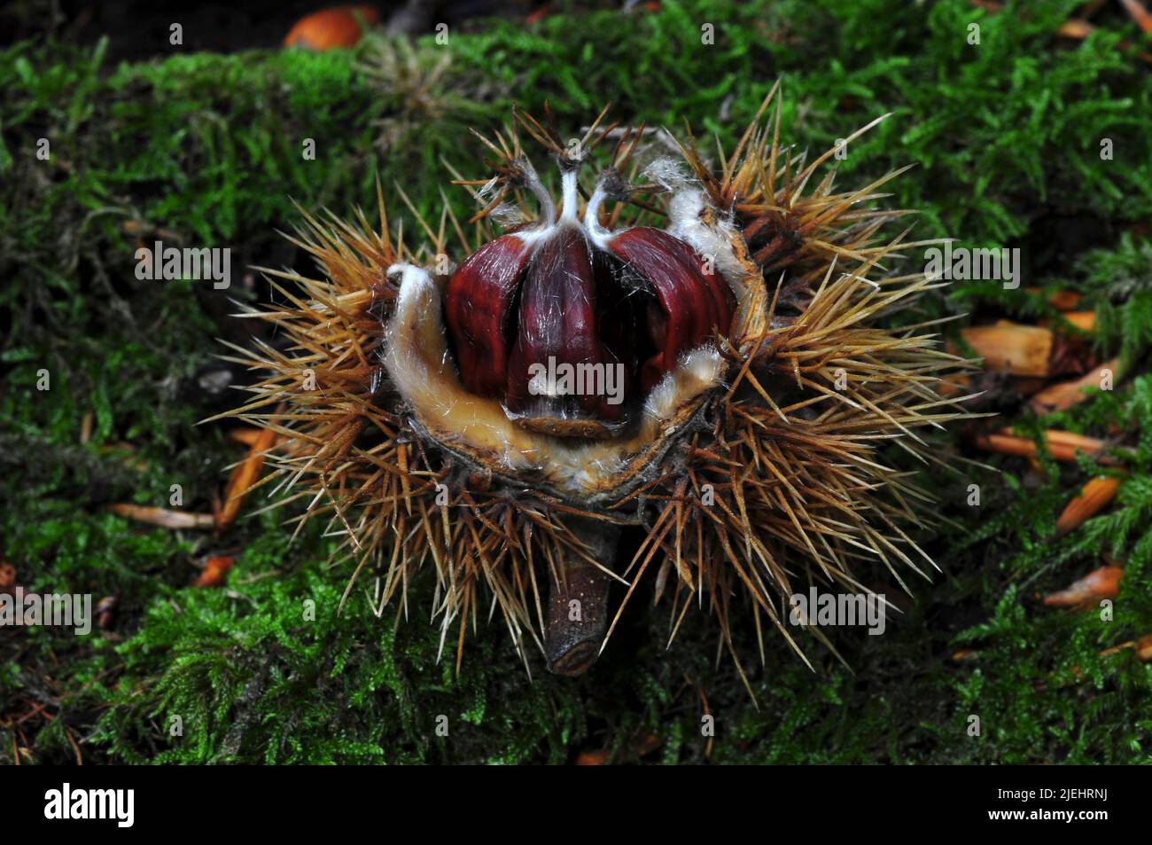Sweet chestnuts fallen from tree on moss Stock Photo