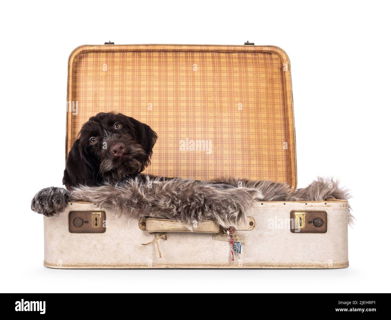 German wirehaired pointer laying in old suit case. Looking towards camera. Isolated on a white camera. Stock Photo