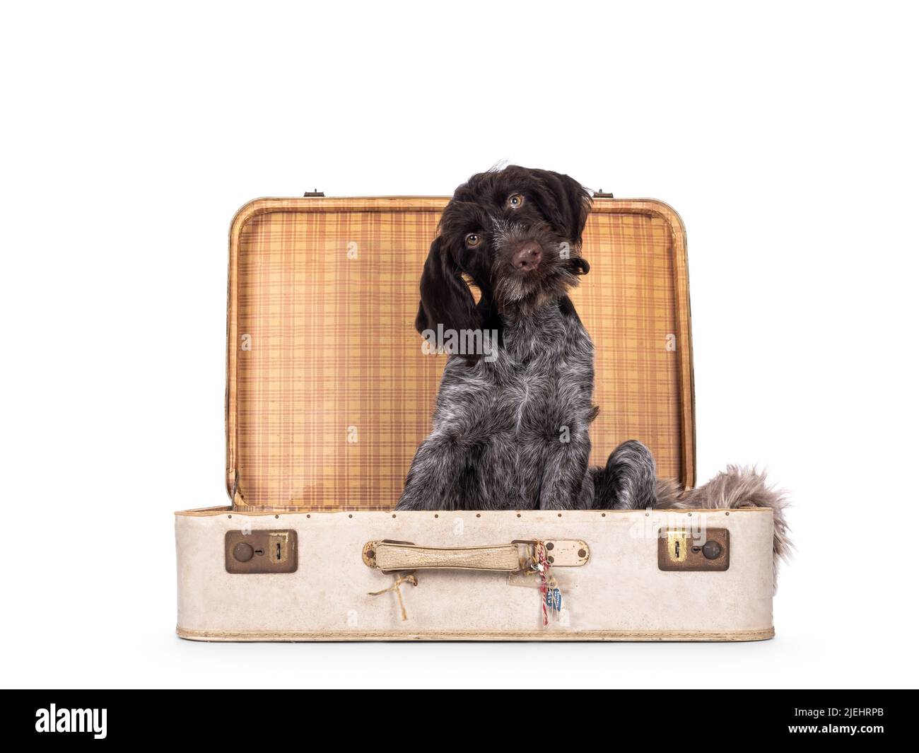 German wirehaired pointer sitting in old suit case. Looking towards camera. Isolated on a white camera. Stock Photo