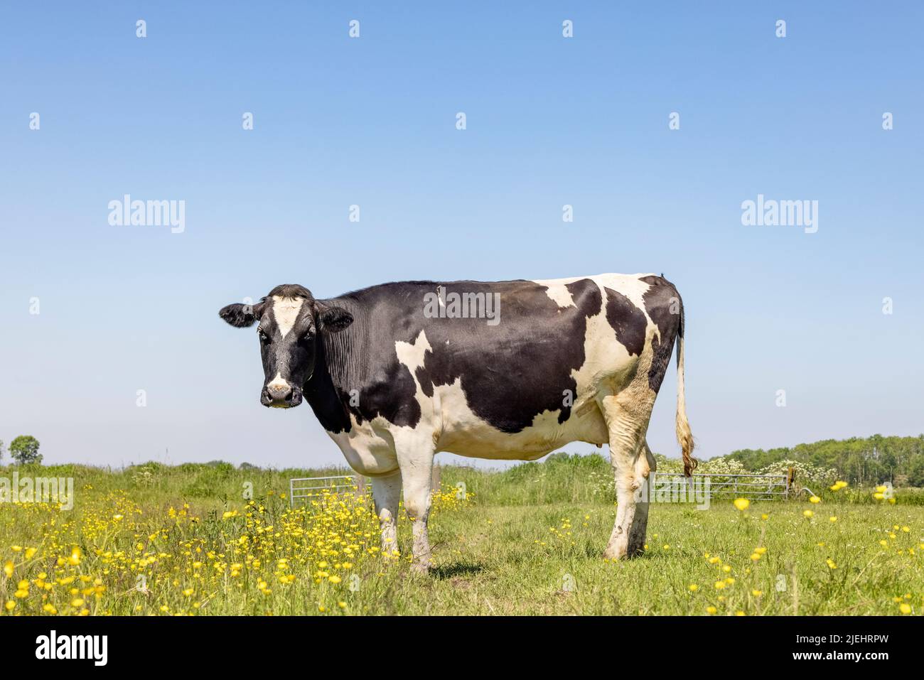 Cow and flowers in a green meadow with yellow blossom and a blue sky, rural farm scene, brassica rapa Stock Photo