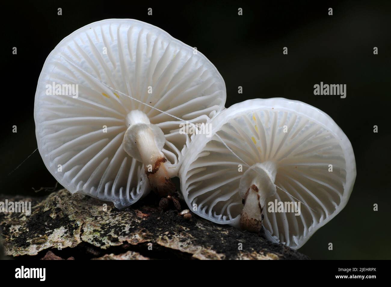 Porcelain or beech tuft toadstools, New Forest Stock Photo