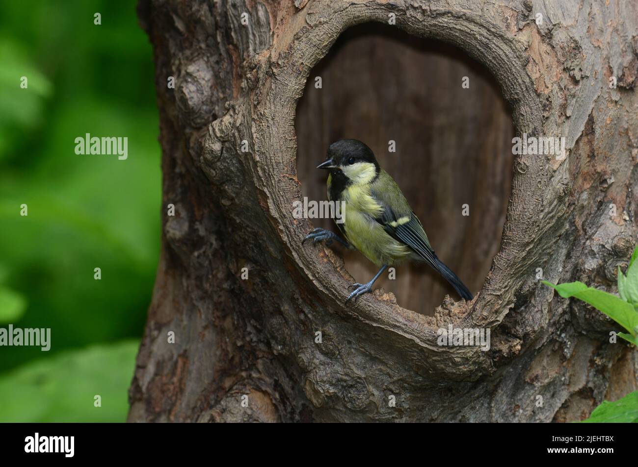 Juvenile great tit perched at rest in tree hollow Stock Photo