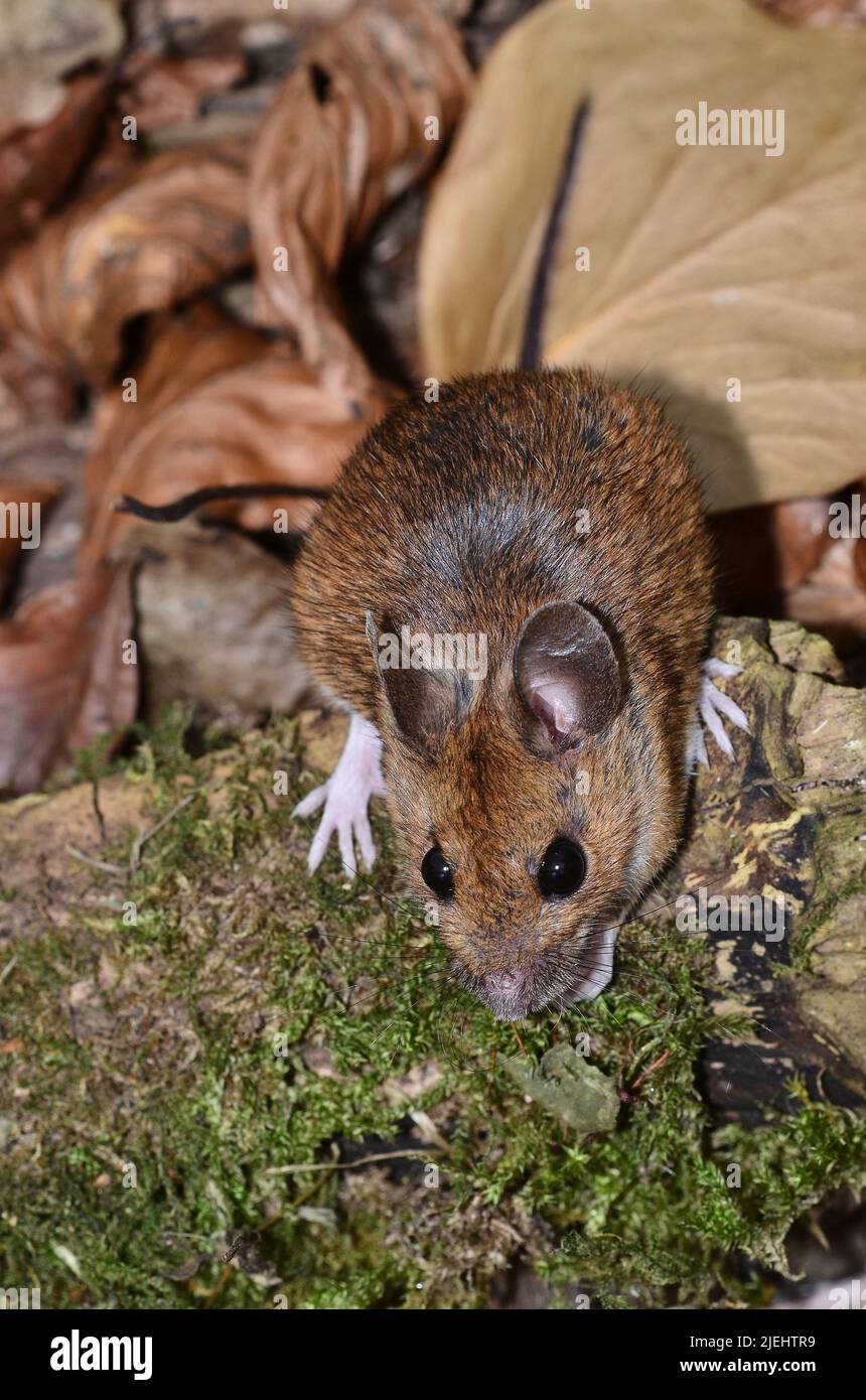 Portrait of an adult wood mouse foraging in leaf litter Stock Photo
