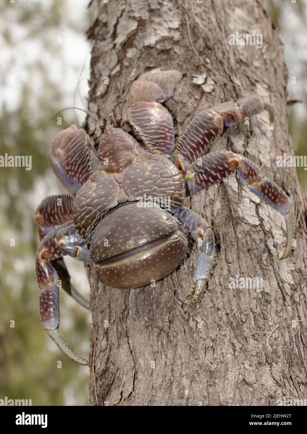 The Coconut or Robber Crab is found through-out the Indian Ocean and Western Pacific. Largest of the Hermit Crab family they have been over exploited Stock Photo