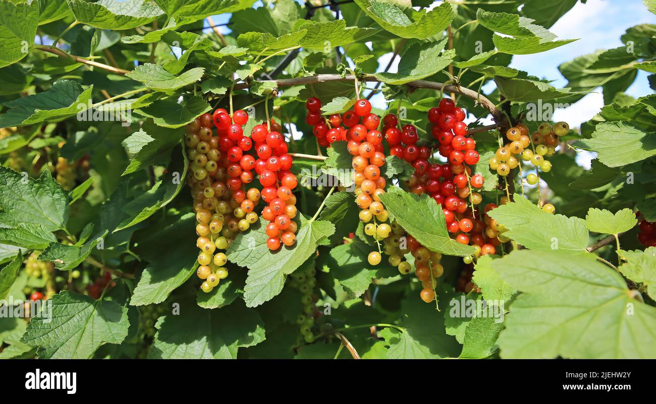 Different degrees of berries ripeness - closeup of isolated bunches ...
