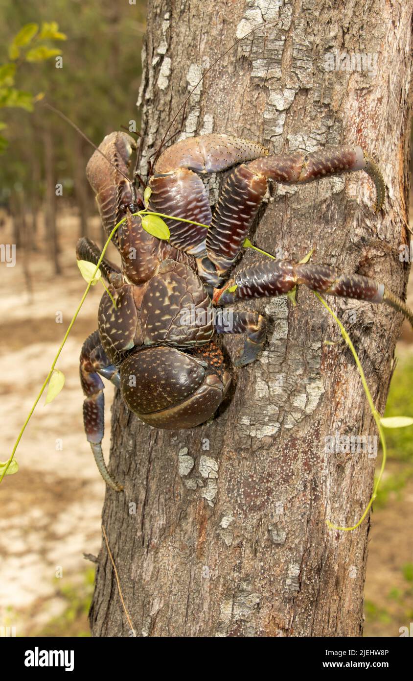 The Coconut or Robber Crab is found throughout the Indian Ocean and