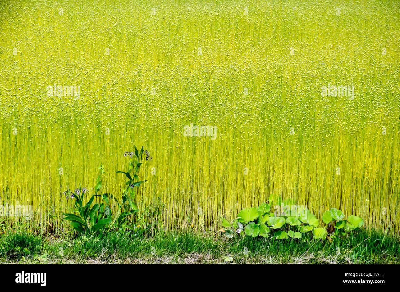 Symphytum and other weeds at the edge of a field of flax in the Noordwaard region in the Netherlands Stock Photo