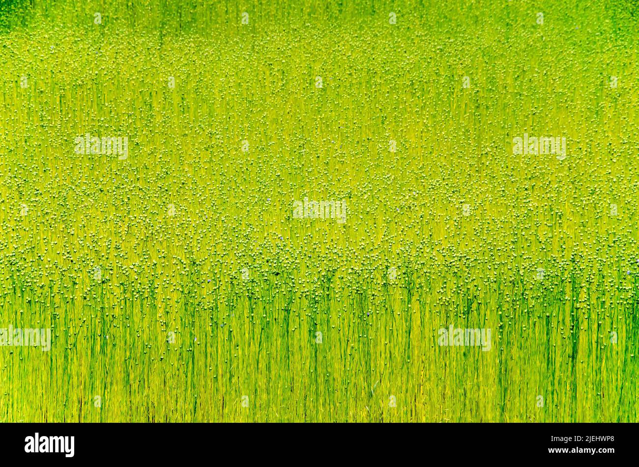 Almost abstract image of a field of flax in the beginning ofsummer in the Noordwaard region in the Netherlands Stock Photo