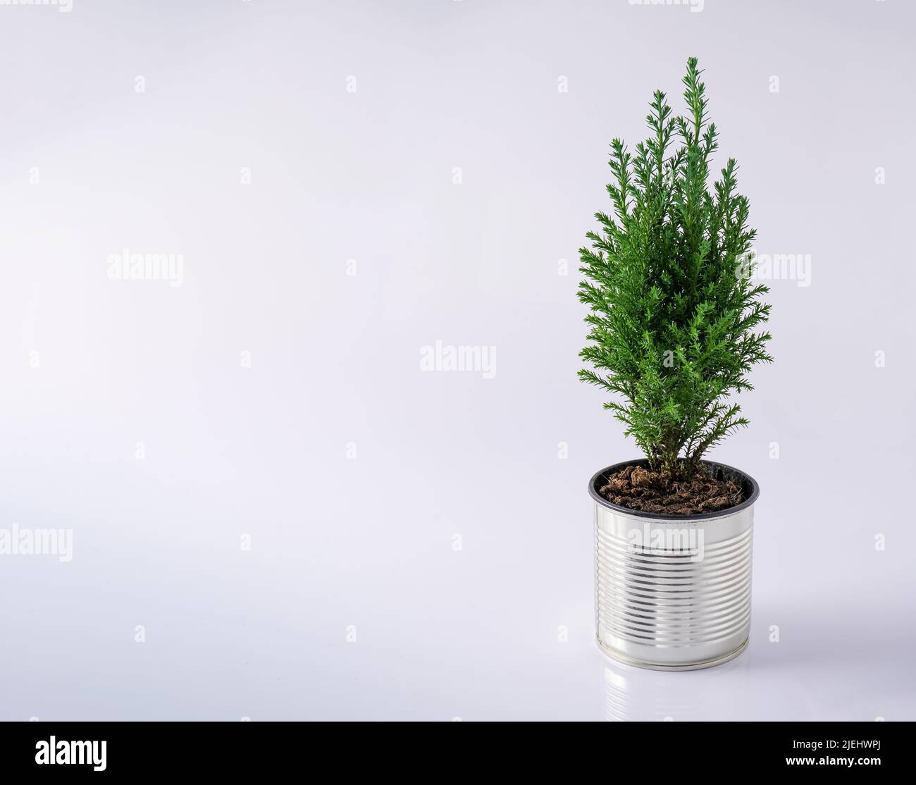 The cypress is green. Coniferous house plant. Christmas tree in a pot. Copy space. Tin can like a flowerpot. Use of recyclable materials. White background with place for text. Stock Photo