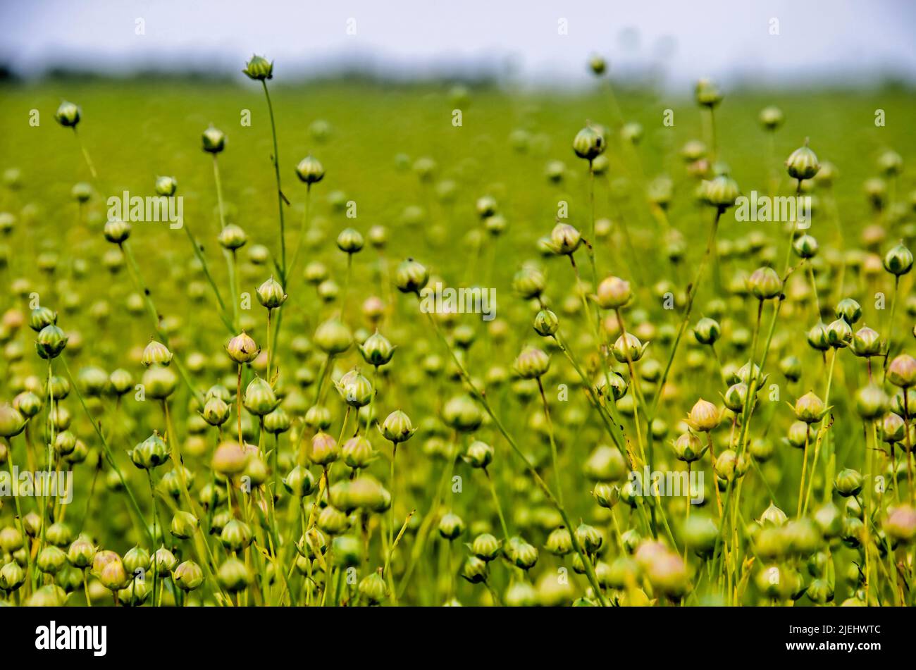 Close up of flax in a field in the Noordwaard polder in the Netherlands in early summer Stock Photo