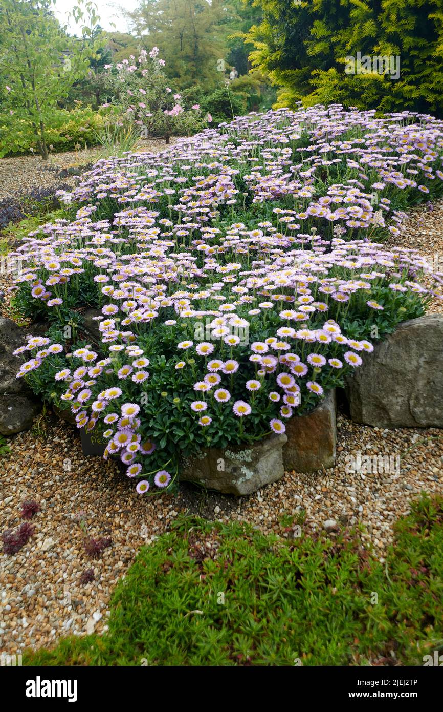 Beach Aster (Erigeron glaucous) in an alpine rockery in East Yorkshire, England, UK, GB. Stock Photo