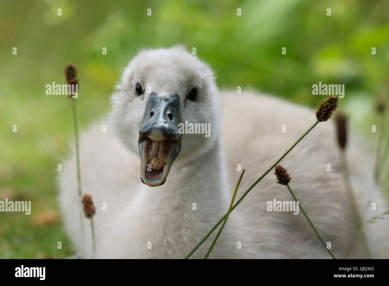 Young swan eating duck pellets at Rhodes Lodges, Middleton Stock Photo