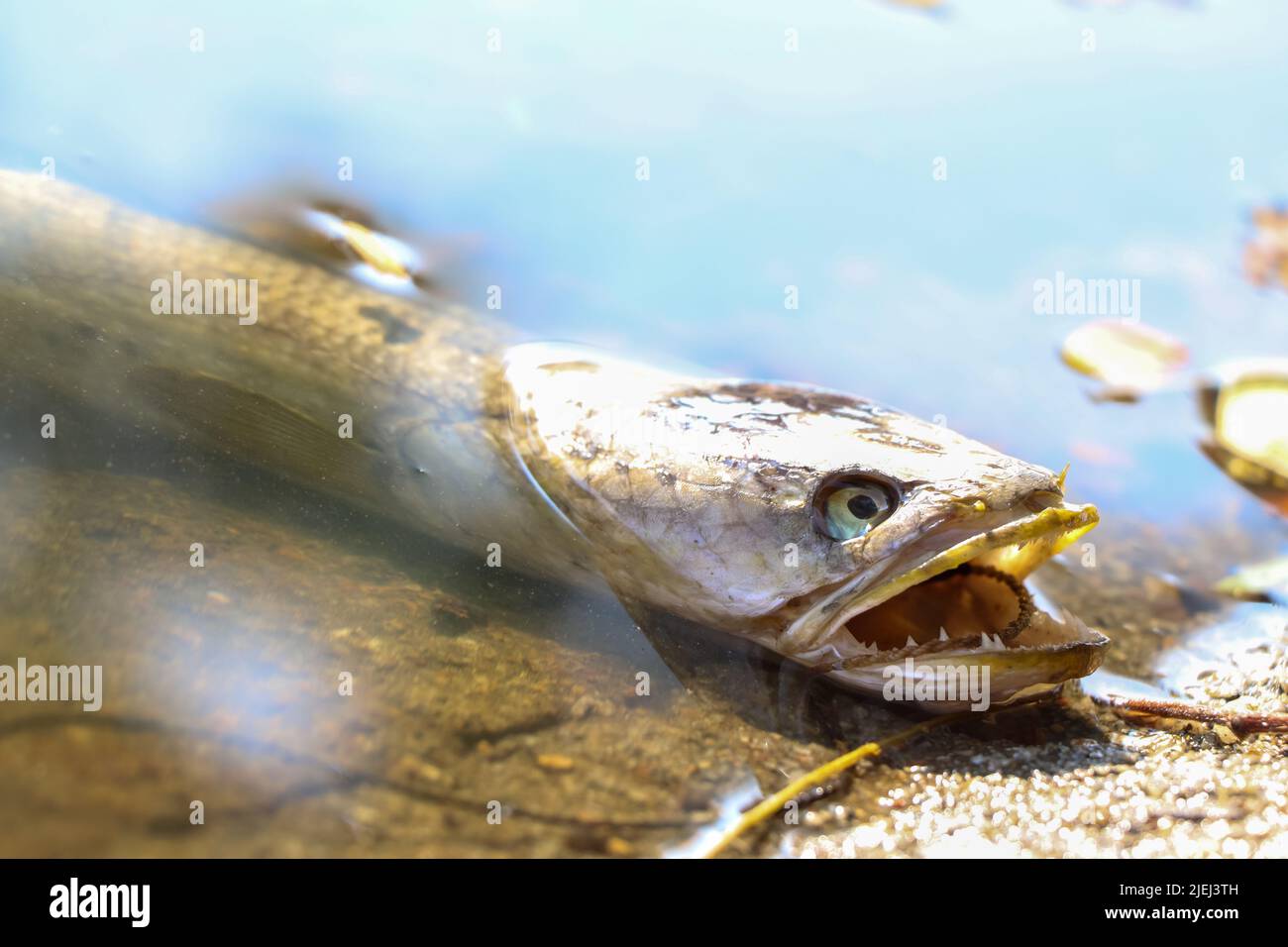 Dead fish in an industrial canal and day Stock Photo