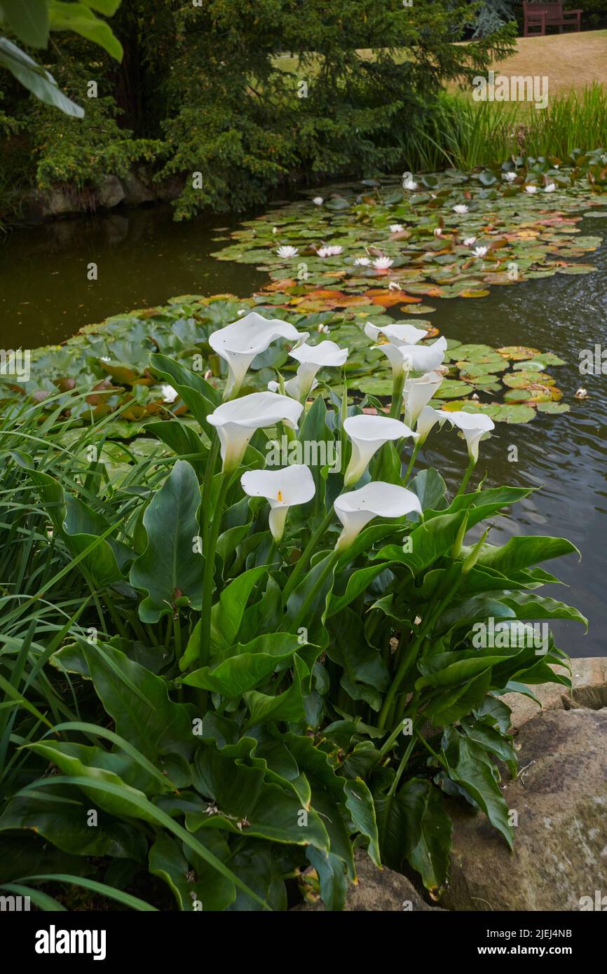 A large clump of white Arum lilies (Zantedeschia aethiopica) growing