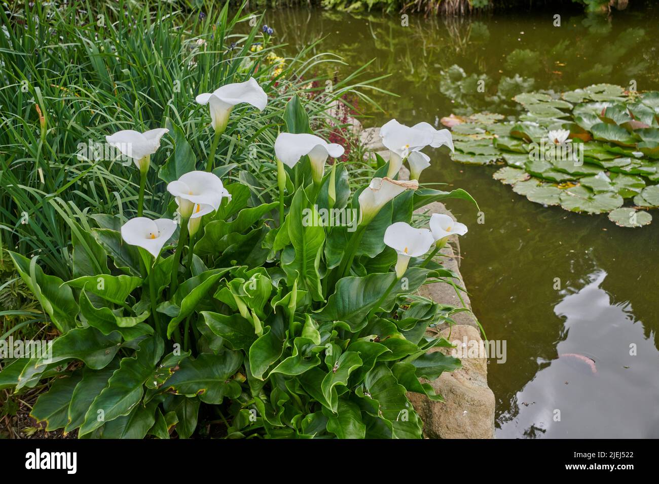 A large clump of white Arum lilies (Zantedeschia aethiopica) growing