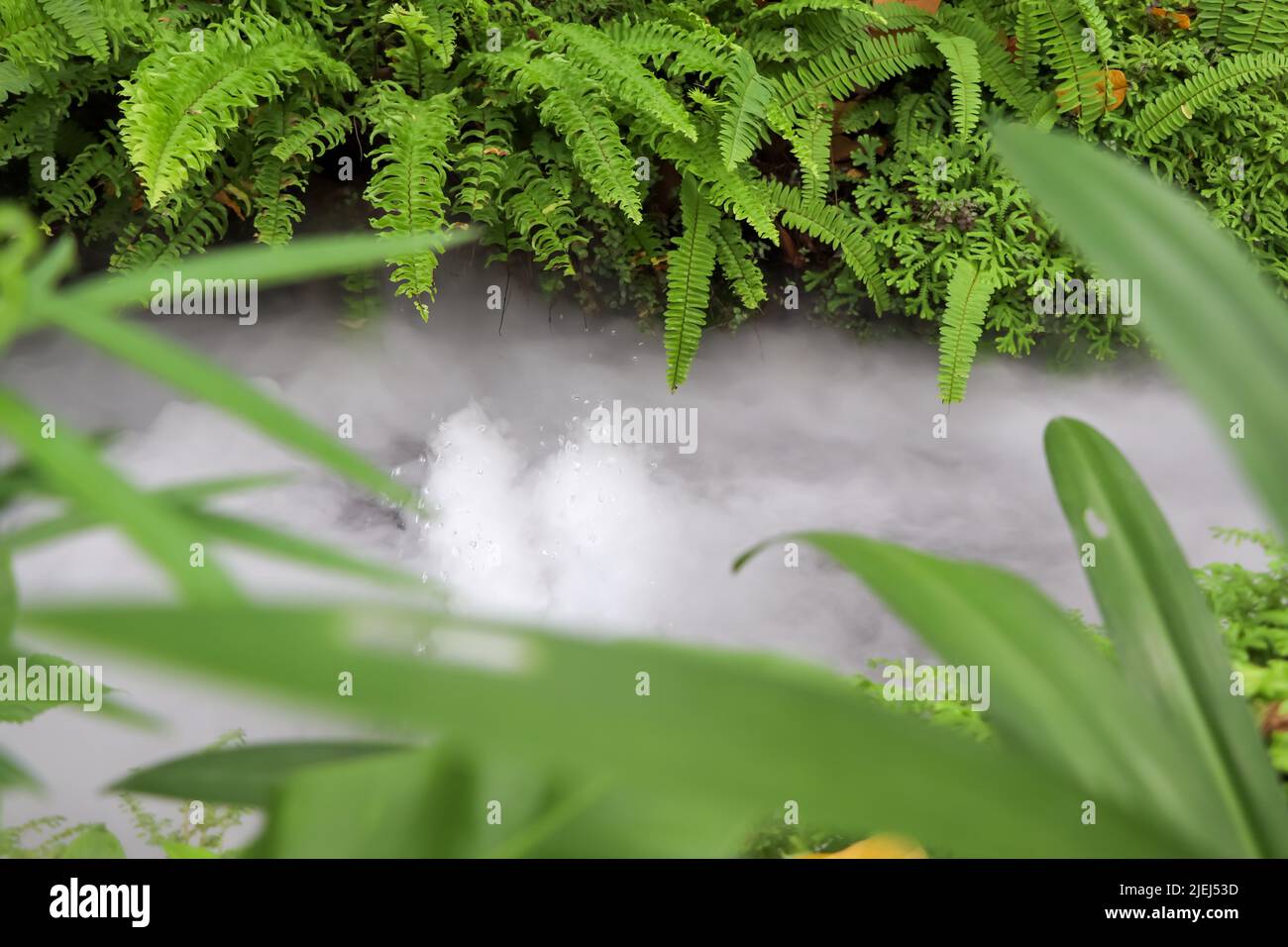 White mist and green leave at day Stock Photo Alamy