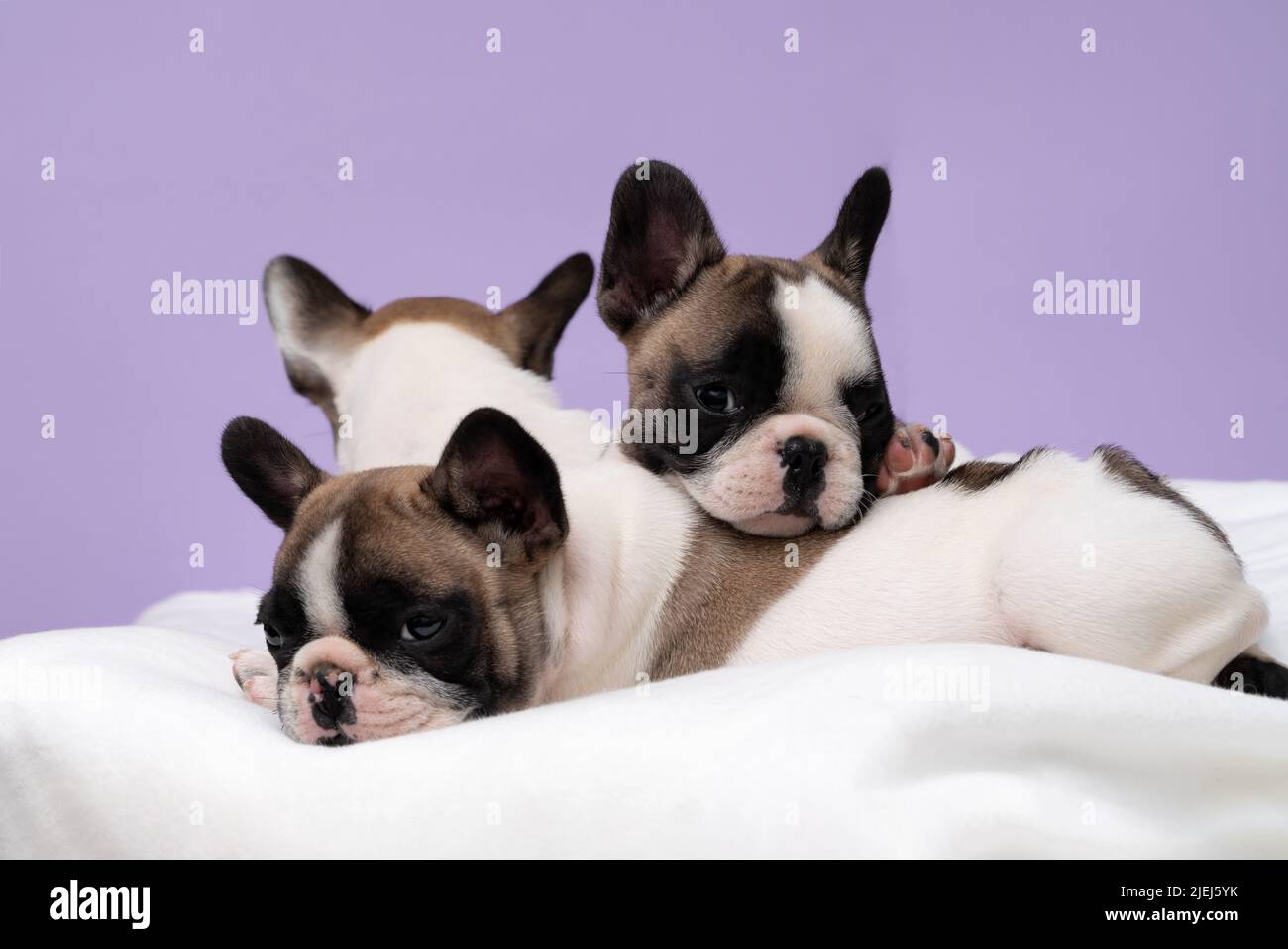 Three cute french bulldog puppies sleep on a bed on a white plaid Stock