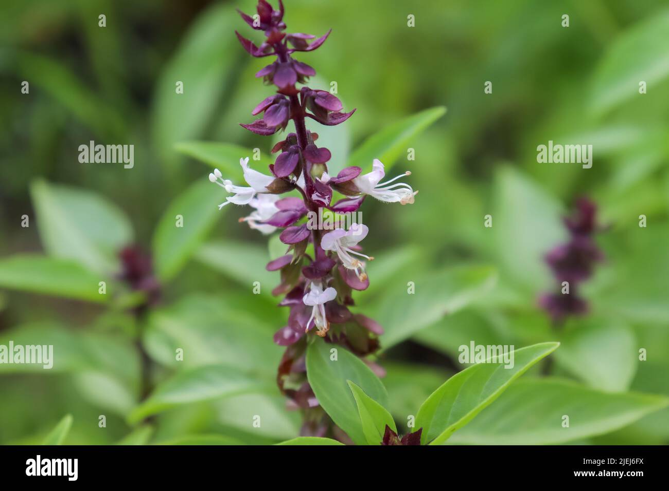 Thai Basil flower are blooming in the garden Stock Photo Alamy