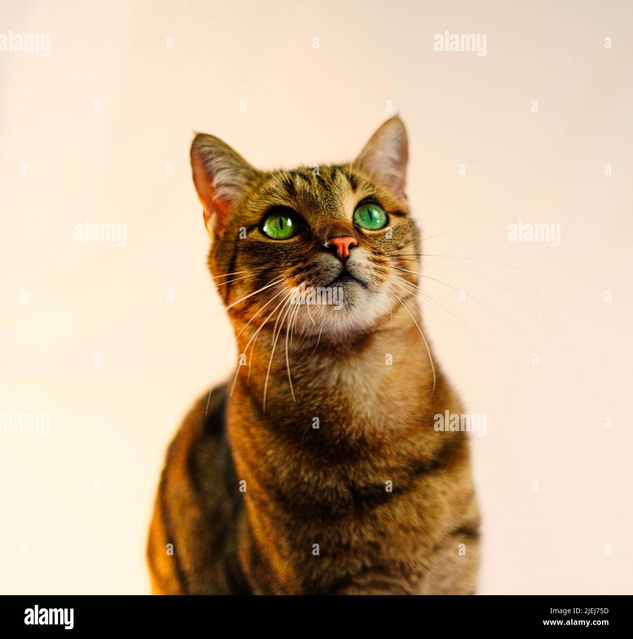 Cat with deep green eyes looking up Stock Photo - Alamy