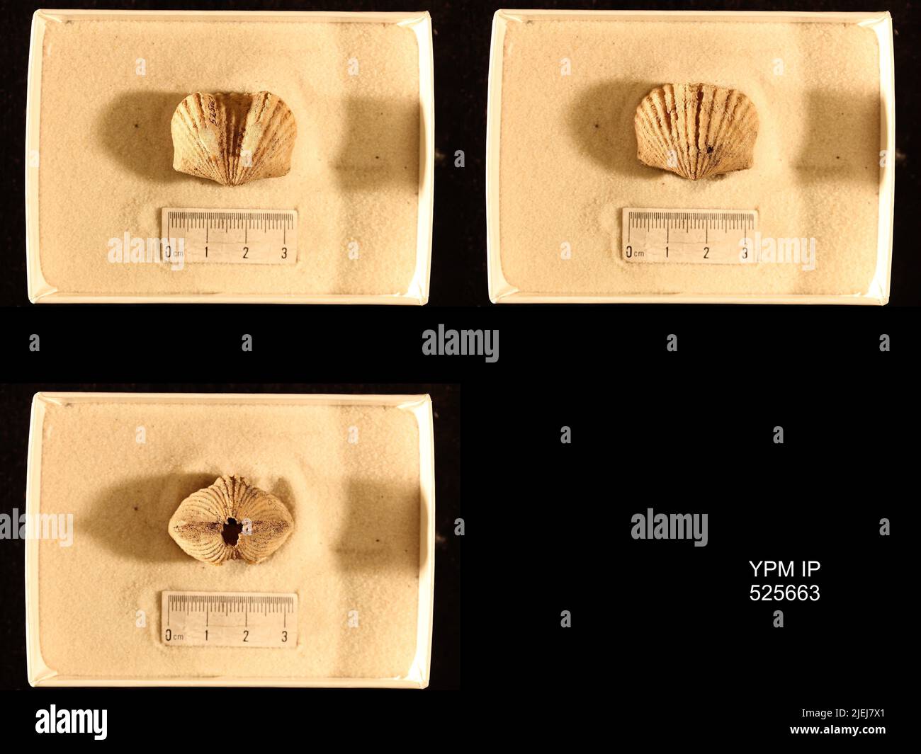 Taphonomy Fish Taphonomy hi-res stock photography and images - Alamy