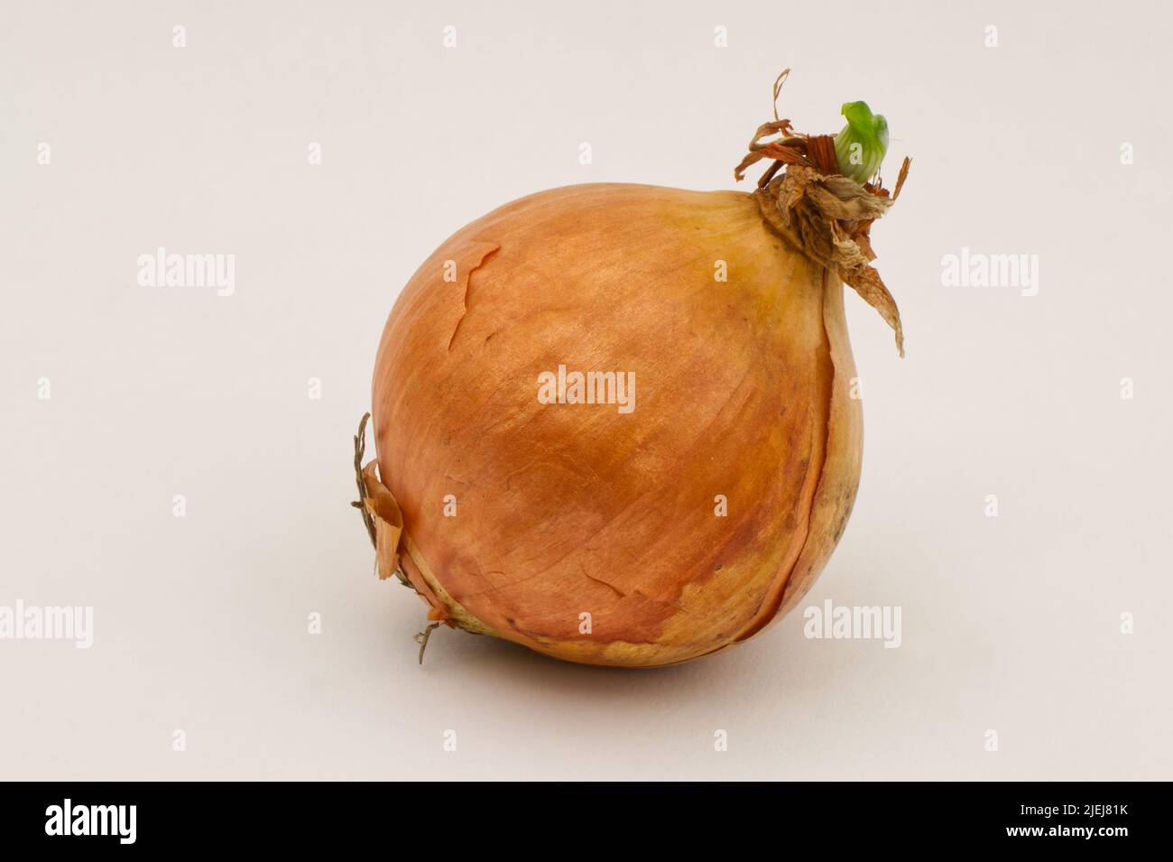 Onion bulb starting to sprout with new growth. Alliam cepa liliaceae Stock Photo