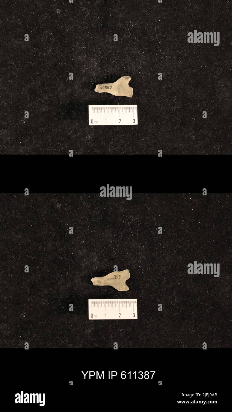 Monticulipora laevis Ulrich, 1882 Stock Photo Alamy