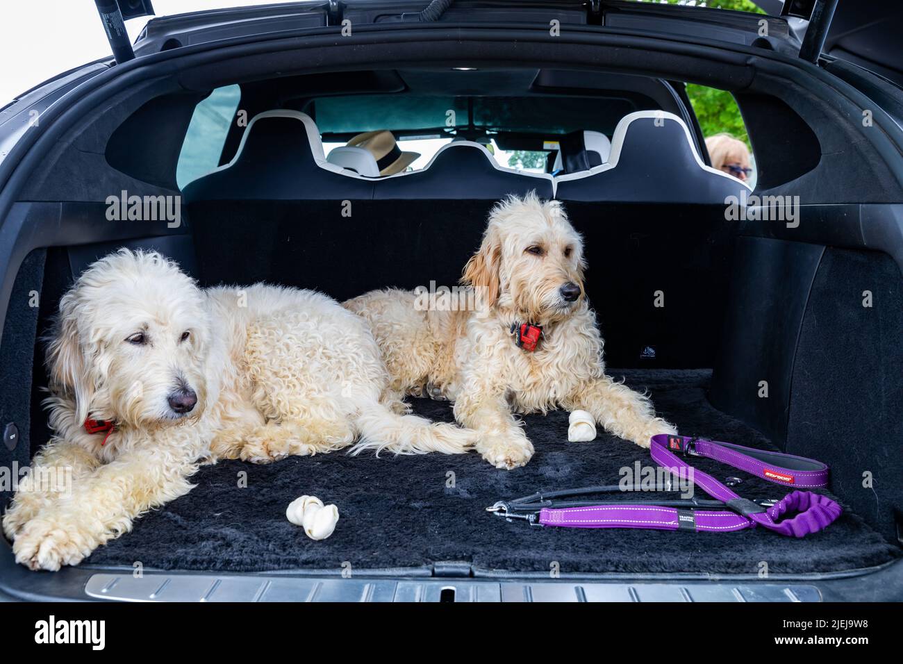 Two Doodle dogs sit in the boot of a Model X at the Tesla Owners Fun Day at Bicester Aerodrome, Bicester Stock Photo