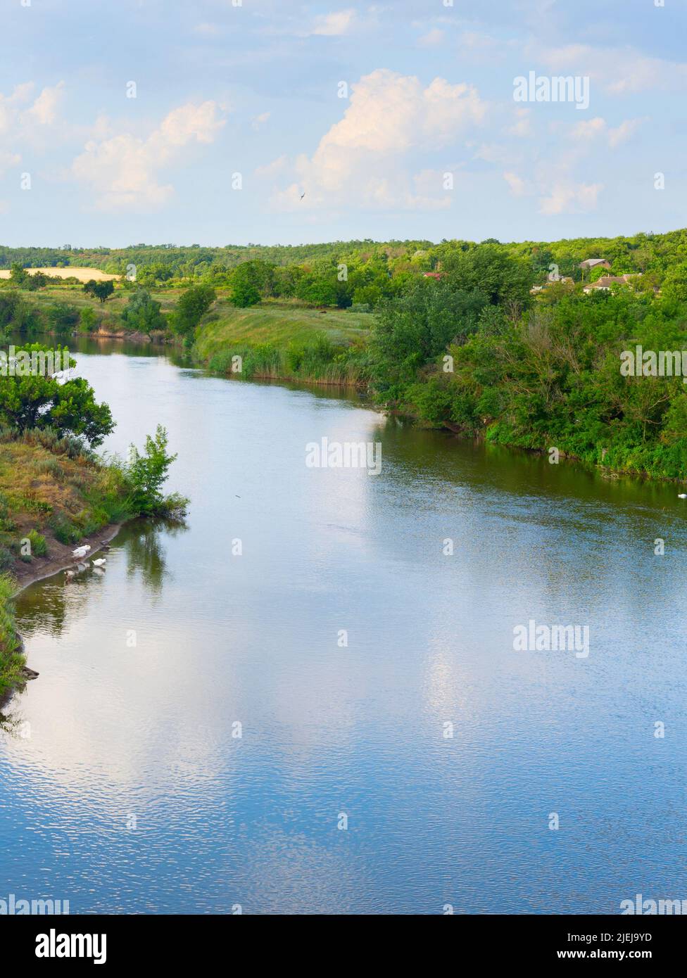 Landscape with a river and flock of white goose. Ukraine Stock Photo