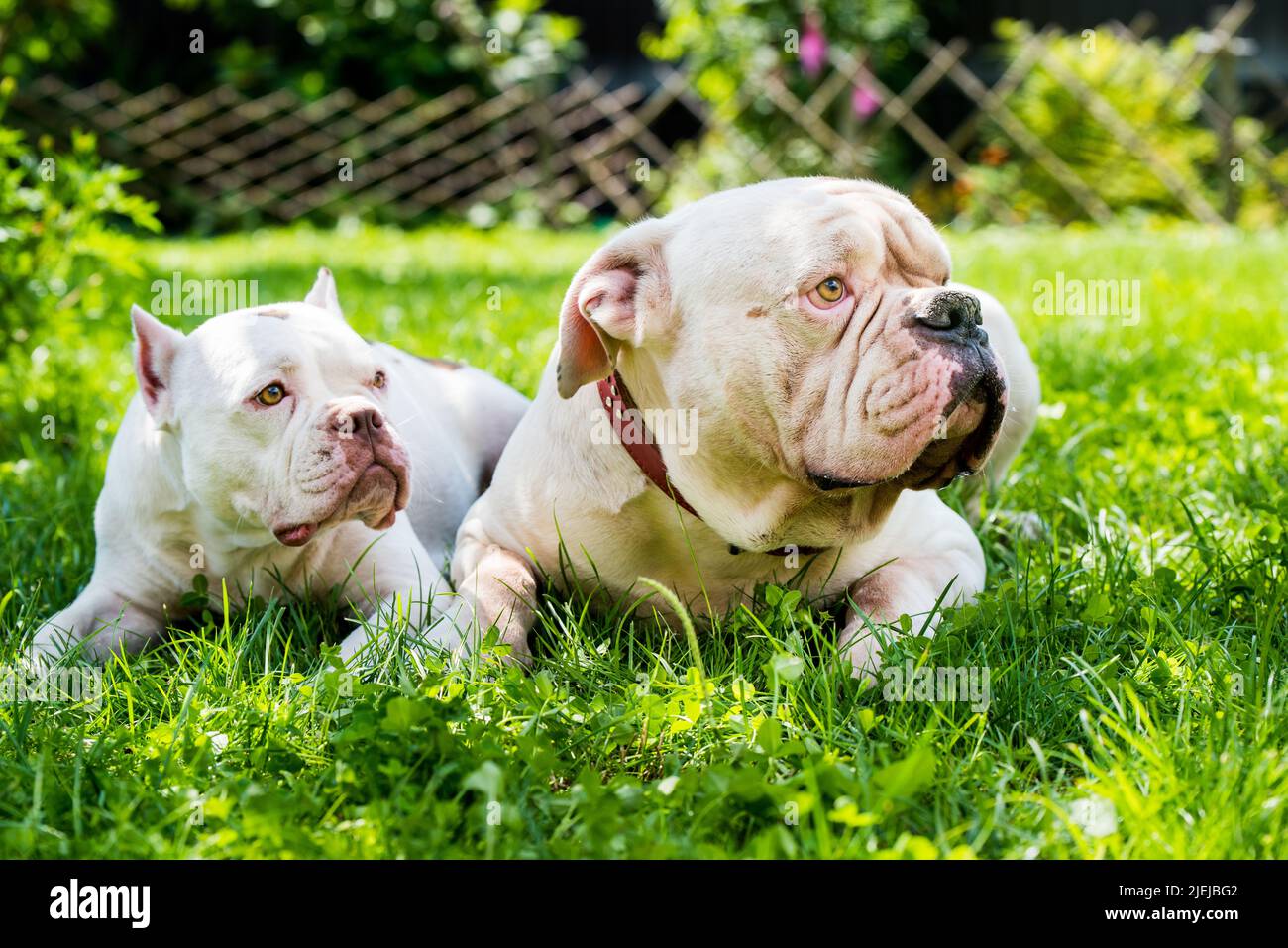 American bully dog hi-res stock photography and images - Alamy