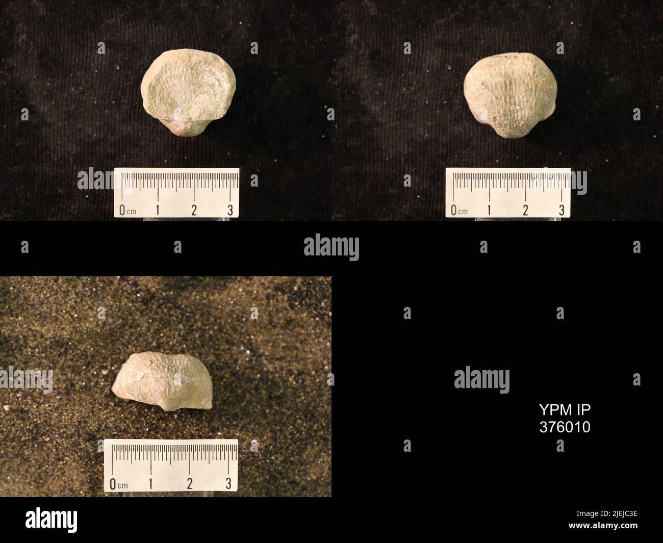 Brachiopod feeding hi-res stock photography and images - Alamy