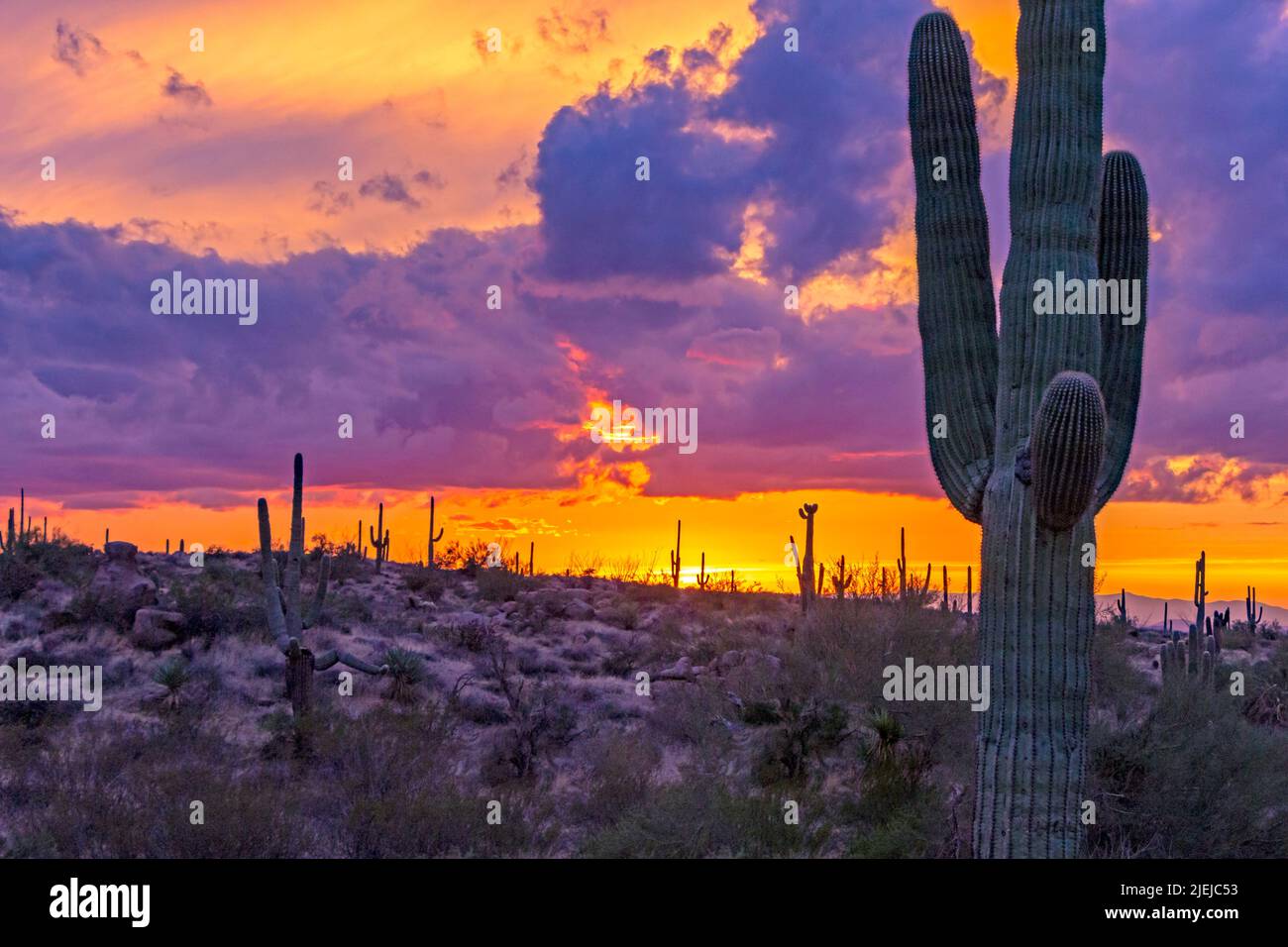 Close Up View Of Cactus At Sunset Time In Scottsdale Arizona Stock Photo