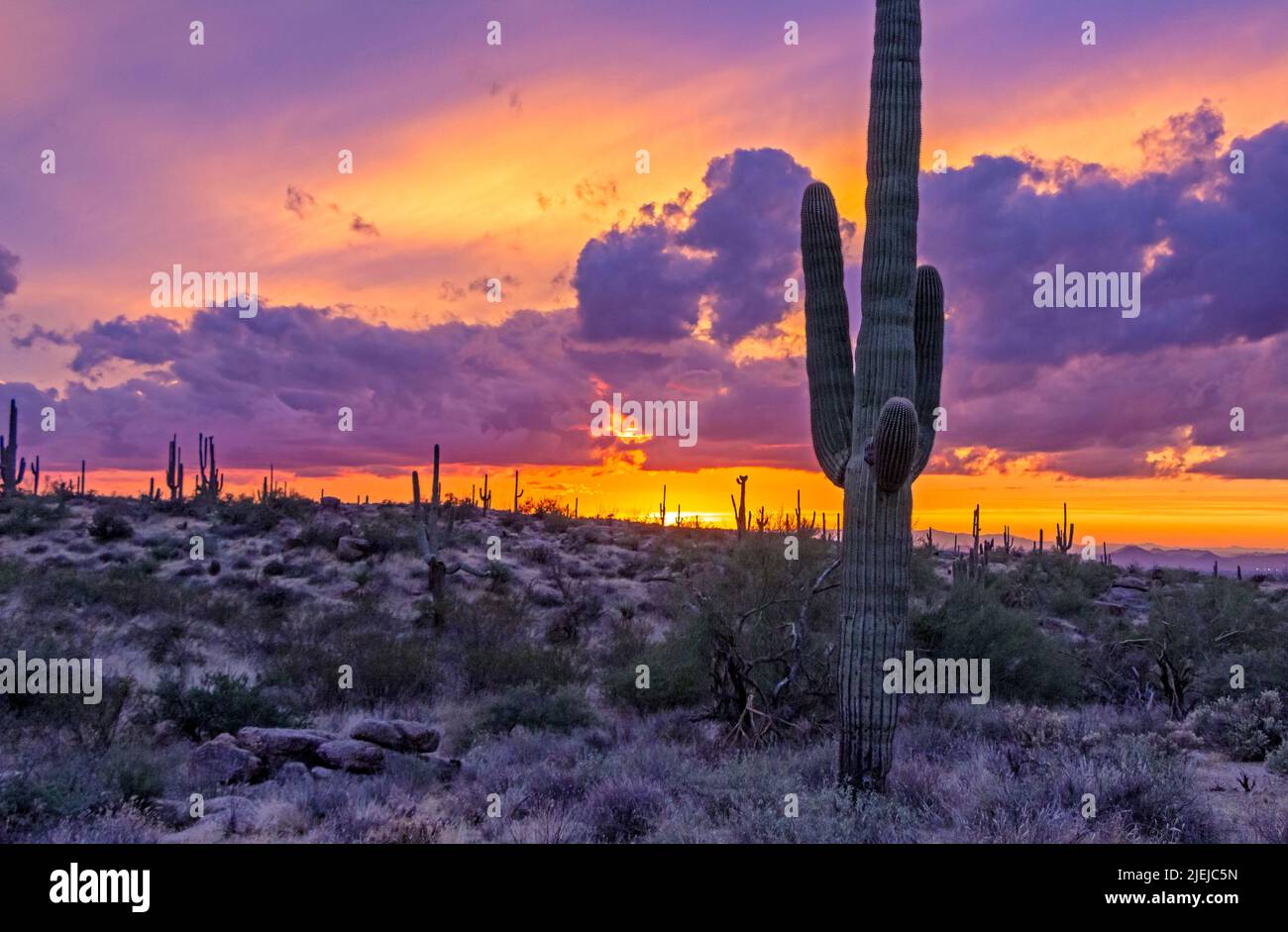 Saguaro Cactus At Sunset Time In Arizona Stock Photo