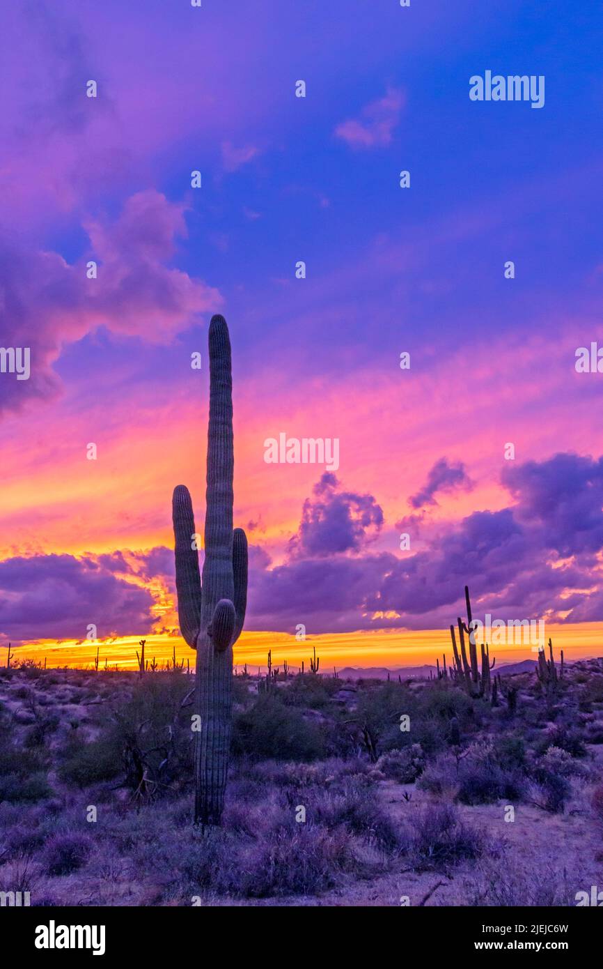 fiery-sunset-saguaro-cactus-hi-res-stock-photography-and-images-alamy