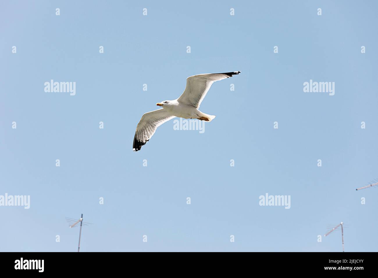 Seagull with spread wings on blue sky close-up. White sea bird flying. Stock Photo