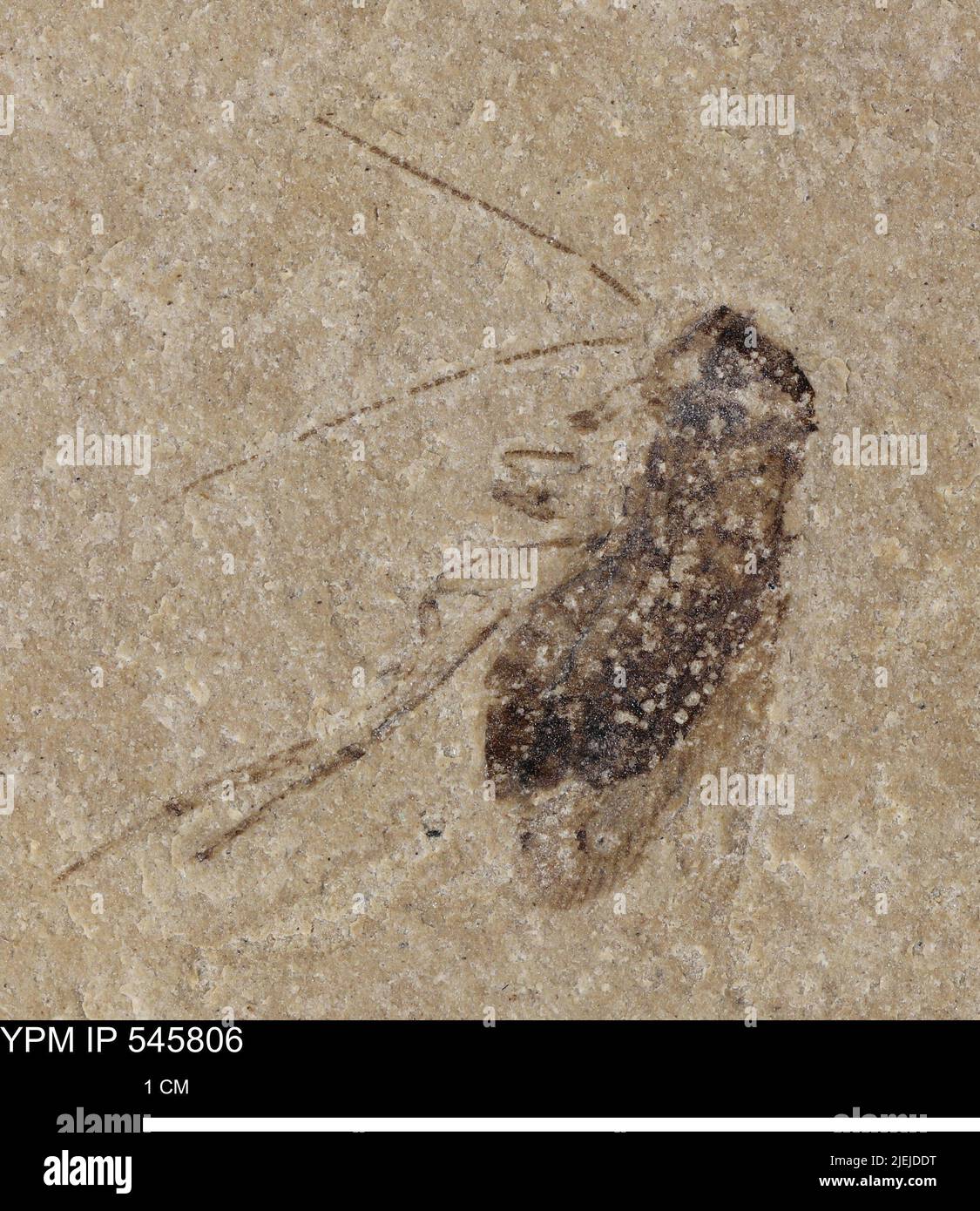 Cockroaches are insects of the order blattodea hi-res stock photography ...